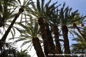 19 ELCHE HUERTO DEL CURA (115)